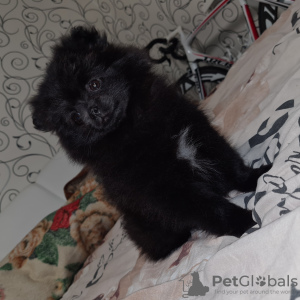 Additional photos: POMERANIAN PUPPIES (MINI/STANDARD)