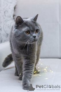 Photo №2 to announcement № 98340 for the sale of british shorthair - buy in Russian Federation private announcement