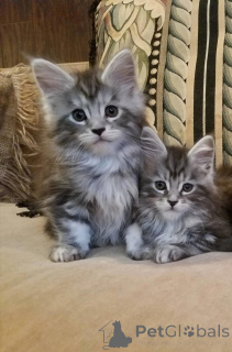 Photo №2 to announcement № 166321 for the sale of maine coon - buy in Finland private announcement, breeder