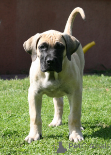 Photo №2 to announcement № 174799 for the sale of perro de presa canario - buy in Latvia breeder