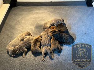 Photo №1. cane corso - for sale in the city of Aalborg | 1$ | Announcement № 173403