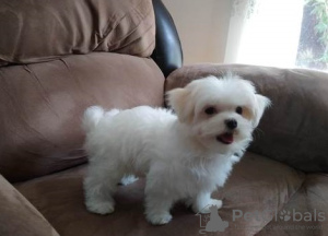 Photo №2 to announcement № 107582 for the sale of maltese dog - buy in Italy private announcement