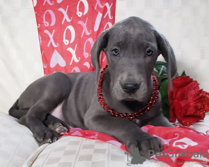 Photo №1. great dane - for sale in the city of Подгорица | negotiated | Announcement № 124323