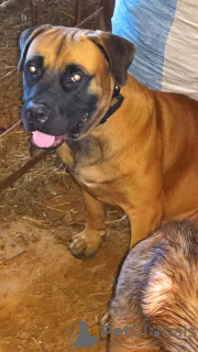 Photo №2 to announcement № 8825 about purchase of boerboel - buy in Tunisia private announcement