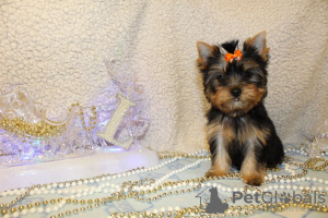 Photo №1. yorkshire terrier - for sale in the city of Haifa | 700$ | Announcement № 19573