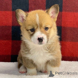 Photo №1. welsh corgi - for sale in the city of Barcelona | 723$ | Announcement № 166191