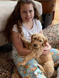 Photo №2 to announcement № 162619 for the sale of labradoodle - buy in Belgium private announcement, breeder