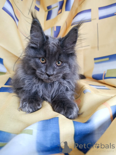 Additional photos: A chic kitten boy