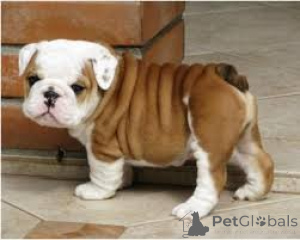 Photo №1. english bulldog - for sale in the city of Berlin | Is free | Announcement № 160342