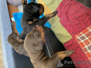 Photo №3. Dobermann puppies from kennel IMIDZ. Latvia