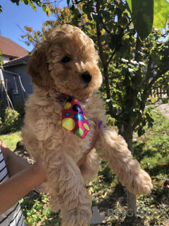 Additional photos: Apricot MEDIUM POODLE puppy