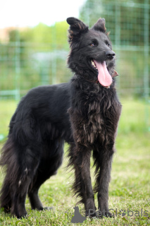 Photo №1. groenendael dog - for sale in the city of Khimki | Is free | Announcement № 171814