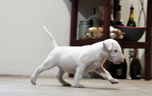 Photo №4. I will sell bull terrier in the city of Kiev. breeder - price - Negotiated