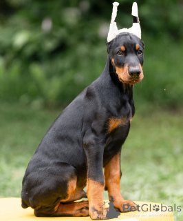 Photo №1. dobermann - for sale in the city of Dresden | 847$ | Announcement № 148996