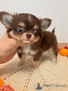 Photo №3.  Long-Haired Chihuahua Puppy Available for Adoption . Greece