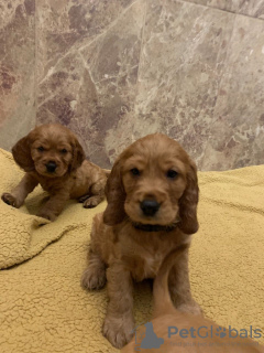Photo №4. I will sell american cocker spaniel in the city of Oberhausen. private announcement, from nursery - price - 423$