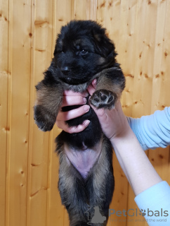 Photo №2 to announcement № 43594 for the sale of german shepherd - buy in Belarus private announcement