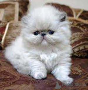 Photo №1. persian cat - for sale in the city of Tampere | 599$ | Announcement № 164825