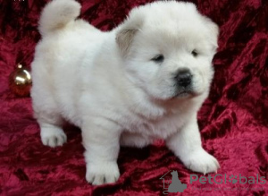 Photo №1. chow chow - for sale in the city of Ivancice | negotiated | Announcement № 96488