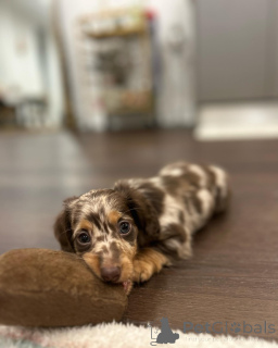 Photo №2 to announcement № 150843 for the sale of  - buy in Germany private announcement