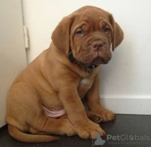 Photo №2 to announcement № 120657 for the sale of dogue de bordeaux - buy in Finland private announcement