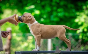 Photo №3. American Staffordshire Terrier puppies. Croatia