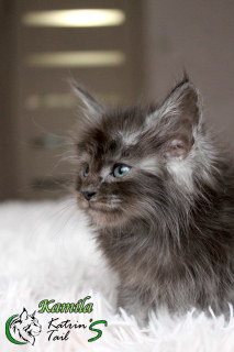 Photo №4. I will sell maine coon in the city of St. Petersburg. private announcement, from nursery, breeder - price - 410$