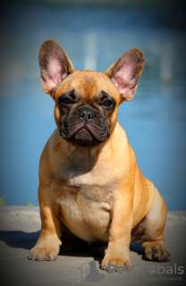 Photo №1. french bulldog - for sale in the city of Zaporizhia | 3487$ | Announcement № 71930