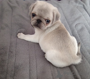 Photo №1. pug - for sale in the city of Miami Gardens | 550$ | Announcement № 66568