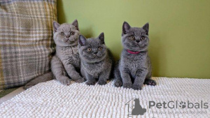 Photo №4. I will sell british shorthair in the city of Wiesbaden. from nursery, from the shelter, breeder - price - 370$