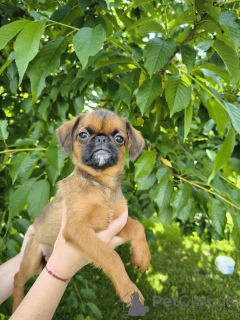 Photo №3. puppies of birds of bribanson red color. Belarus