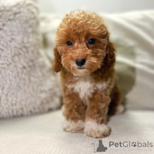 Photo №3. Amazing male and female Toy poodle puppies. Germany