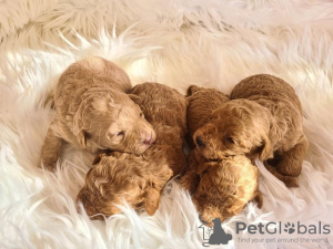 Photo №1. poodle (toy) - for sale in the city of Vilovo | negotiated | Announcement № 96141