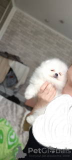 Photo №4. I will sell pomeranian in the city of Leipzig. private announcement - price - 380$