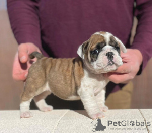 Photo №1. english bulldog - for sale in the city of West Hollywood | 350$ | Announcement № 100202