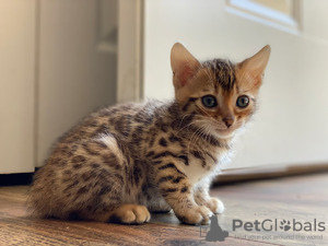 Photo №1. bengal cat - for sale in the city of Oberhausen | 285$ | Announcement № 99746