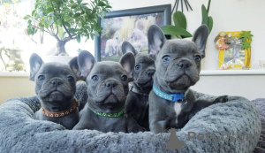 Photo №1. french bulldog - for sale in the city of Штутгарт | negotiated | Announcement № 30235