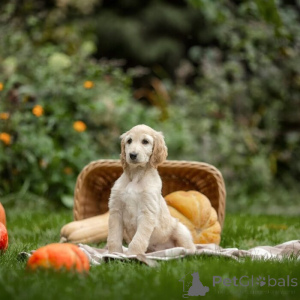 Photo №1. afghan hound - for sale in the city of Chessy | negotiated | Announcement № 169398