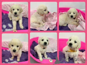 Photo №1. golden retriever - for sale in the city of Gumbostrand | negotiated | Announcement № 162104