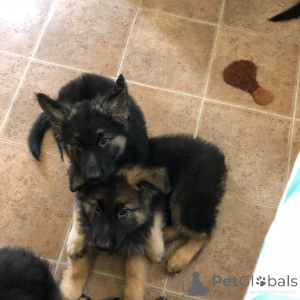 Photo №2 to announcement № 172888 for the sale of german shepherd - buy in Portugal private announcement