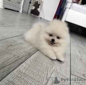 Photo №1. pomeranian - for sale in the city of White church | 440$ | Announcement № 10734