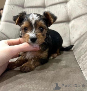 Photo №1. yorkshire terrier - for sale in the city of Brussels | 424$ | Announcement № 137977