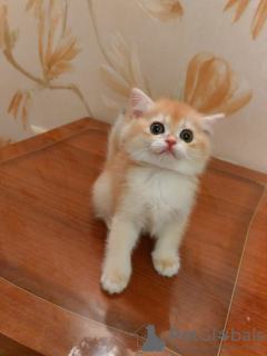 Photo №2 to announcement № 76429 for the sale of british longhair - buy in Russian Federation breeder