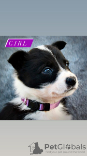 Photo №1. border collie - for sale in the city of Bönningstedt | 581$ | Announcement № 98888