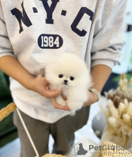 Photo №1. pomeranian - for sale in the city of Tampa | 400$ | Announcement № 131505