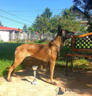 Photo №2 to announcement № 102997 for the sale of belgian shepherd - buy in Serbia breeder