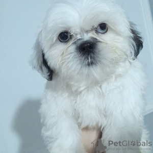 Photo №4. I will sell shih tzu in the city of Стамбул. private announcement - price - negotiated