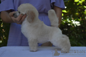 Photo №4. I will sell poodle (toy) in the city of Belgrade. breeder - price - negotiated