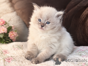 Photo №1. siberian cat - for sale in the city of Quakenbrück | 361$ | Announcement № 173537