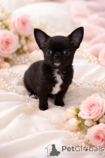 Photo №1. chihuahua - for sale in the city of Dnipro | 619$ | Announcement № 165970